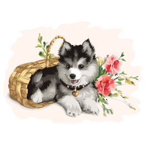 Картина по номерам на холсте ТРИ СОВЫ "Щенок хаски", 30*40, с акриловыми красками и кистями